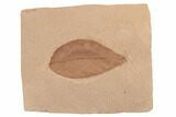 Red Fossil Leaf (Ficus) - Montana #188930-1